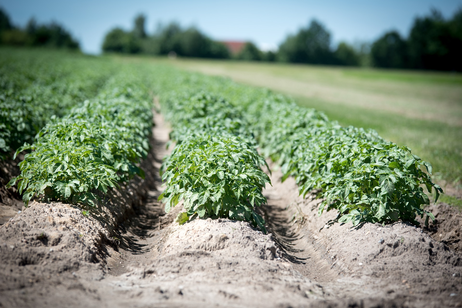 Виробники картоплі збільшать посадкові площі на 25%